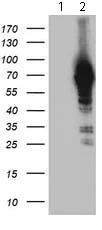 Western blot - Anti-NLN antibody [OTI1D6] (AB119802)