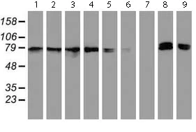 Western blot - Anti-NLN antibody [OTI1D6] (AB119802)