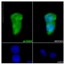 Immunocytochemistry/ Immunofluorescence - Anti-NLP1 antibody [EPR16545] - BSA and Azide free (AB251143)