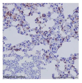 Immunohistochemistry (Formalin/PFA-fixed paraffin-embedded sections) - Anti-NLP1 antibody [EPR16545] - BSA and Azide free (AB251143)