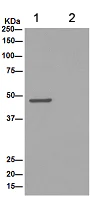 Immunoprecipitation - Anti-NLP1 antibody [EPR16545] - BSA and Azide free (AB251143)