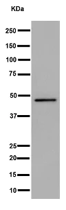 Western blot - Anti-NLP1 antibody [EPR16545] - BSA and Azide free (AB251143)