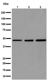 Western blot - Anti-NLP1 antibody [EPR16545] - BSA and Azide free (AB251143)