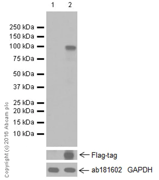 Western blot - Anti-NLRC4 antibody [EPR19733] (AB201792)