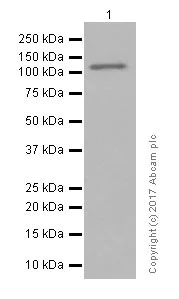 Western blot - Anti-NLRC4 antibody [EPR19733] (AB201792)