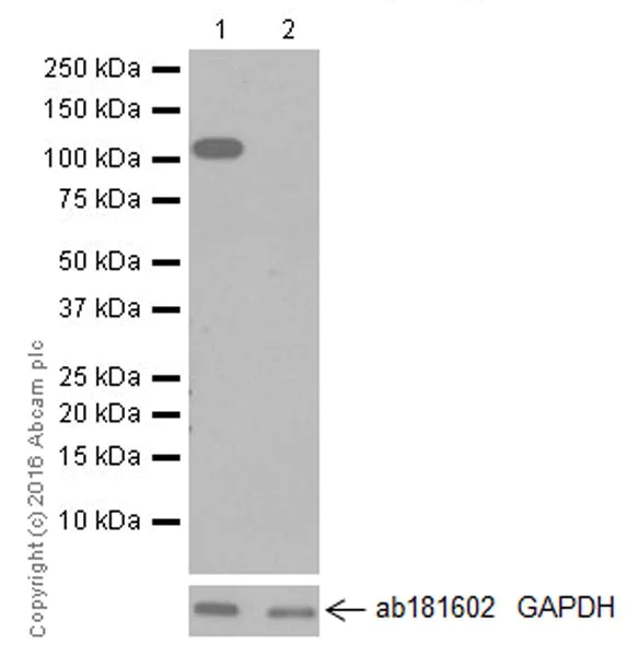 Western blot - Anti-NLRC4 antibody [EPR19733] (AB201792)