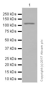 Western blot - Anti-NLRC4 antibody [EPR19733] (AB201792)