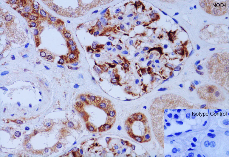 Immunohistochemistry (Formalin/PFA-fixed paraffin-embedded sections) - Anti-NLRC5 antibody (AB105411)