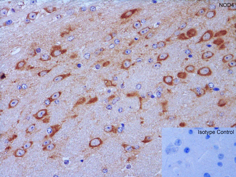 Immunohistochemistry (Formalin/PFA-fixed paraffin-embedded sections) - Anti-NLRC5 antibody (AB105411)