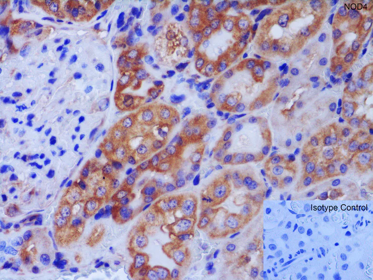 Immunohistochemistry (Formalin/PFA-fixed paraffin-embedded sections) - Anti-NLRC5 antibody (AB105411)
