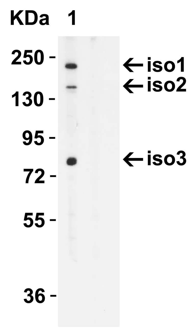Western blot - Anti-NLRC5 antibody (AB105411)