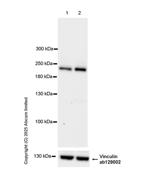 Western blot - Anti-NLRC5 antibody [EPR29723-589] (AB324974)