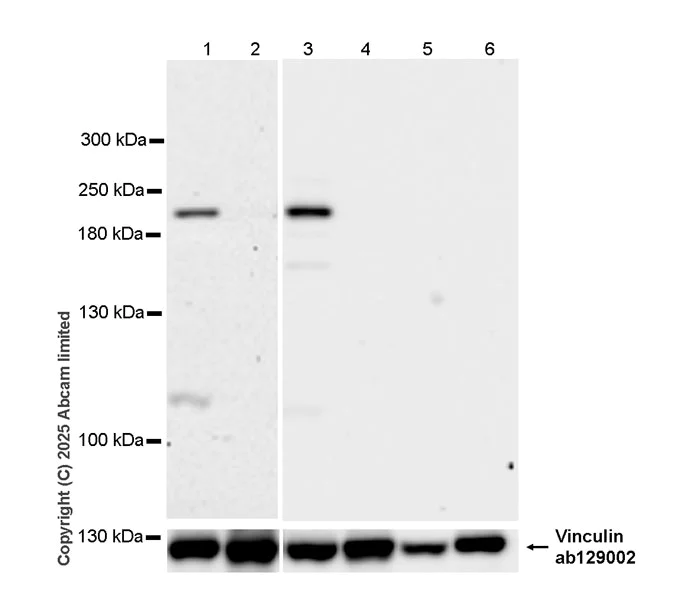 Western blot - Anti-NLRC5 antibody [EPR29723-589] (AB324974)