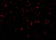 Immunocytochemistry/ Immunofluorescence - Anti-NLRP1 antibody (AB36852)