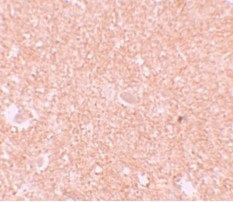 Immunohistochemistry (Formalin/PFA-fixed paraffin-embedded sections) - Anti-NLRP10 antibody (AB105407)