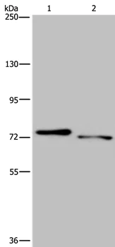 Western blot - Anti-NLRP10 antibody - N-terminal (AB198810)