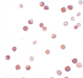Immunocytochemistry/ Immunofluorescence - Anti-NLRP11 antibody (AB105408)