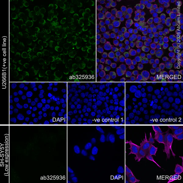 Immunocytochemistry/ Immunofluorescence - Anti-NLRP11 antibody [EPR29929-563] (AB325936)