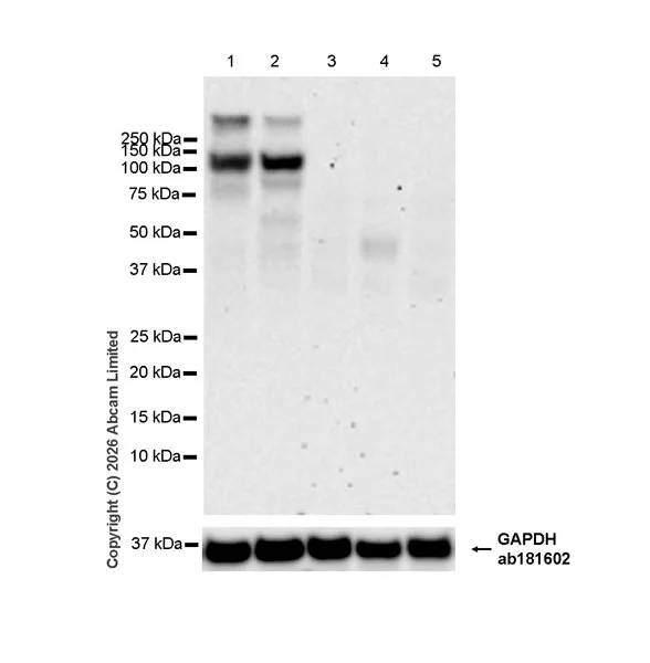 Western blot - Anti-NLRP11 antibody [EPR29929-586] (AB327385)