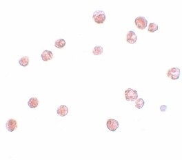 Immunocytochemistry - Anti-NLRP13 antibody (AB105410), expandable thumbnail