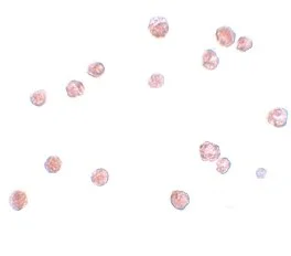 Immunocytochemistry - Anti-NLRP13 antibody (AB105410)