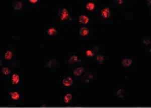 Immunocytochemistry/ Immunofluorescence - Anti-NLRP13 antibody (AB105410)