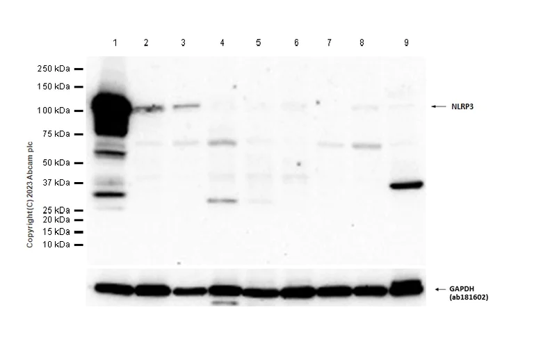 Western blot - Anti-NLRP3 antibody [EPR23073-96] (AB270449)