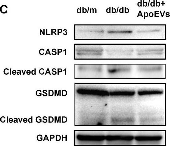 Anti-NLRP3 antibody [EPR23073-96]