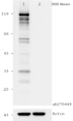 Western blot - Anti-NLRP3 antibody [EPR23073-96] (AB270449)