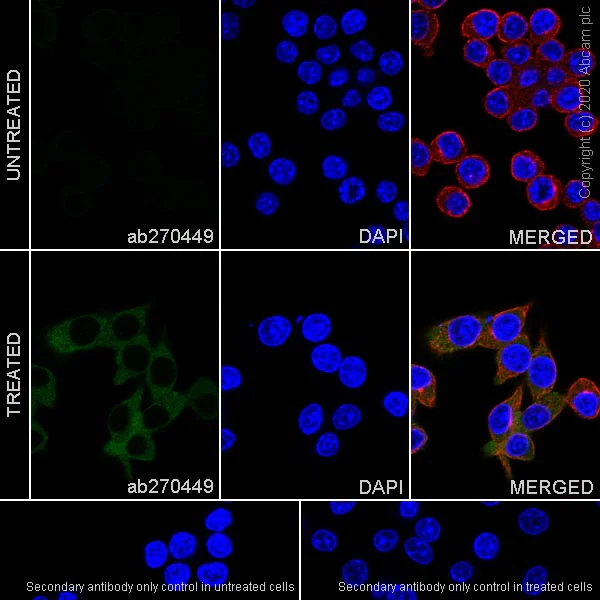 Immunocytochemistry/ Immunofluorescence - Anti-NLRP3 antibody [EPR23073-96] - BSA and Azide free (AB272702)