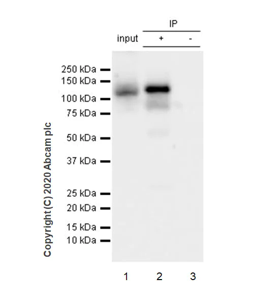Immunoprecipitation - Anti-NLRP3 antibody [EPR23073-96] - BSA and Azide free (AB272702)