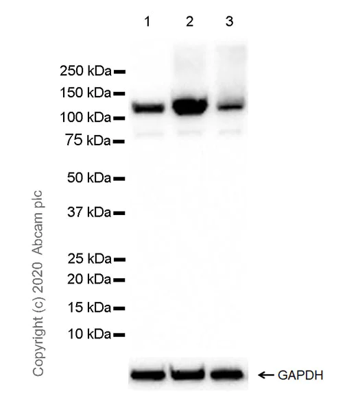 Western blot - Anti-NLRP3 antibody [EPR23073-96] - BSA and Azide free (AB272702)