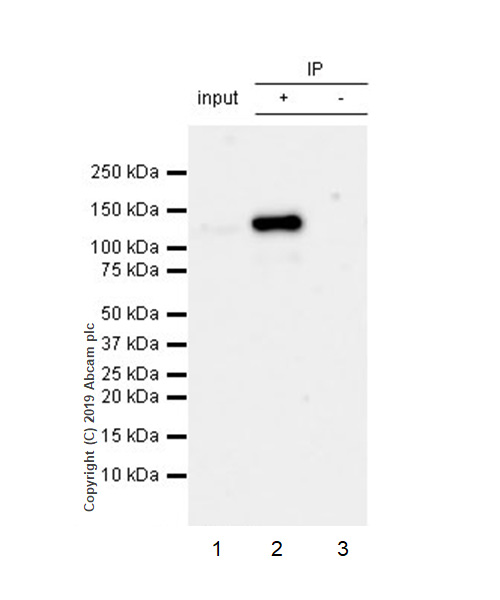 Immunoprecipitation - Anti-NLRP3 antibody [EPR23094-1] (AB263899), expandable thumbnail