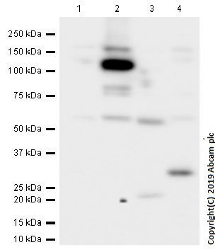 Western blot - Anti-NLRP3 antibody [EPR23094-1] (ab263899), expandable thumbnail