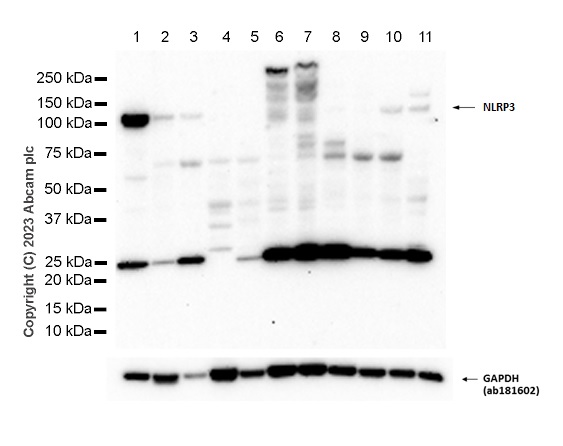 Western blot - Anti-NLRP3 antibody [EPR23094-1] (ab263899), expandable thumbnail