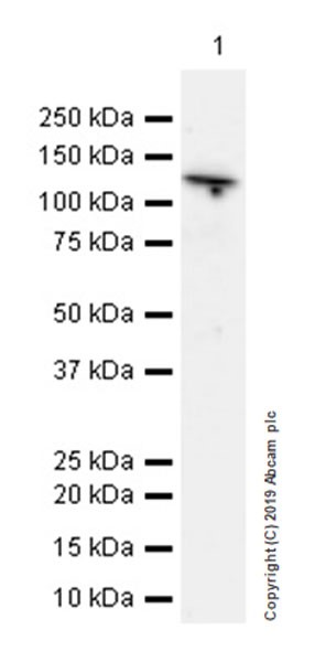 Western blot - Anti-NLRP3 antibody [EPR23094-1] (ab263899), expandable thumbnail
