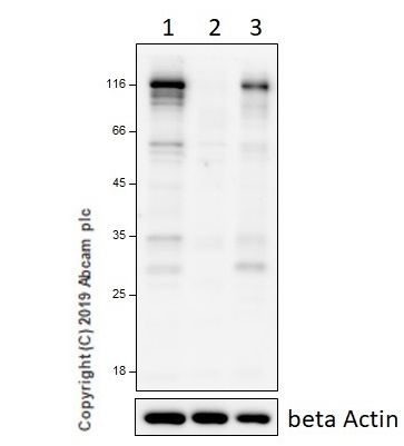 Western blot - Anti-NLRP3 antibody [EPR23094-1] (AB263899), expandable thumbnail