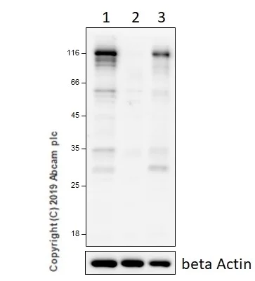 Western blot - Anti-NLRP3 antibody [EPR23094-1] (AB263899)