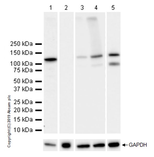 Western blot - Anti-NLRP3 antibody [EPR23094-1] (AB263899), expandable thumbnail
