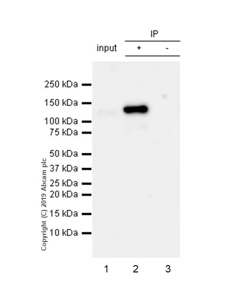 Immunoprecipitation - Anti-NLRP3 antibody [EPR23094-1] - BSA and Azide free (AB264468)