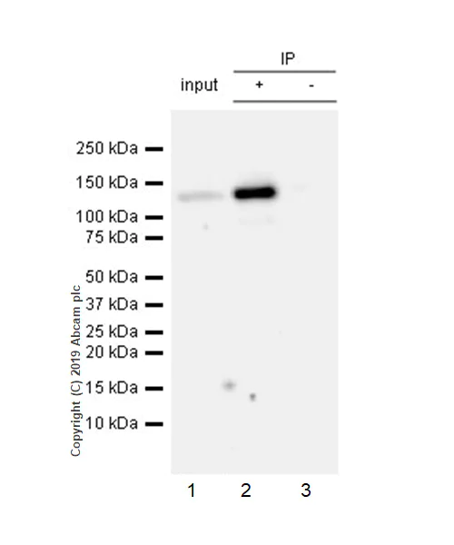 Immunoprecipitation - Anti-NLRP3 antibody [EPR23094-1] - BSA and Azide free (AB264468)