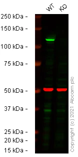 Western blot - Anti-NLRP3 antibody [EPR23094-1] - BSA and Azide free (AB264468)