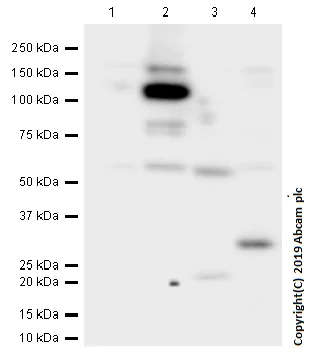 Western blot - Anti-NLRP3 antibody [EPR23094-1] - BSA and Azide free (AB264468)