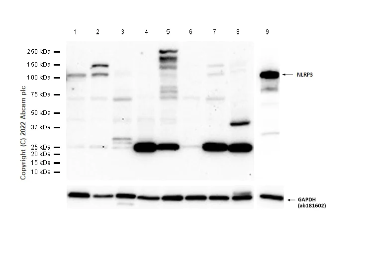 Western blot - Anti-NLRP3 antibody [EPR23094-1] - BSA and Azide free (AB264468)