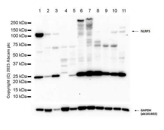 Western blot - Anti-NLRP3 antibody [EPR23094-1] - BSA and Azide free (AB264468)