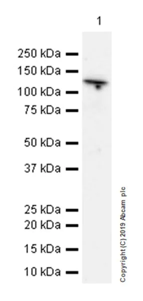 Western blot - Anti-NLRP3 antibody [EPR23094-1] - BSA and Azide free (AB264468)