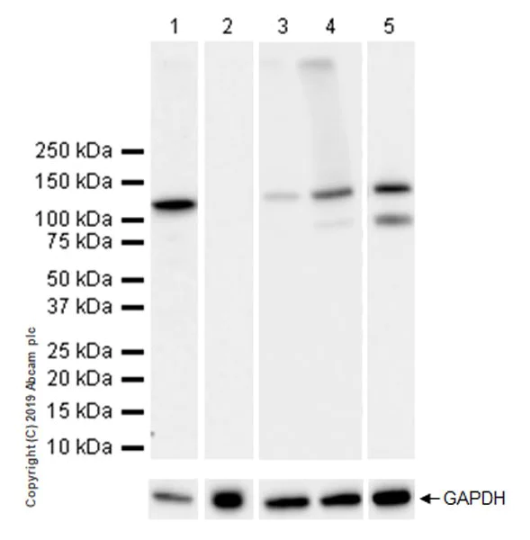 Western blot - Anti-NLRP3 antibody [EPR23094-1] - BSA and Azide free (AB264468)