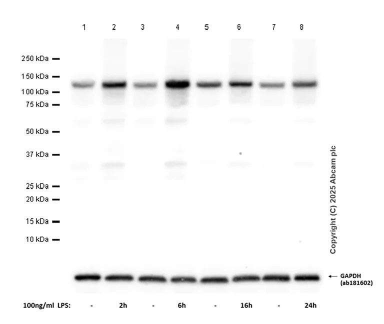 Western blot - Anti-NLRP3 antibody [RM1021] (AB283819)