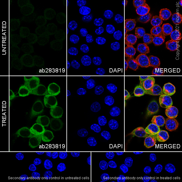 Immunocytochemistry/ Immunofluorescence - Anti-NLRP3 antibody [RM1021] - BSA and Azide free (AB314905), expandable thumbnail