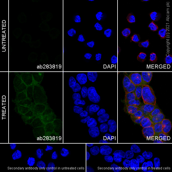 Immunocytochemistry/ Immunofluorescence - Anti-NLRP3 antibody [RM1021] - BSA and Azide free (AB314905), expandable thumbnail
